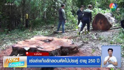เร่งล่าแก๊งลักลอบตัดไม้ประดู่ อายุ 250 ปี