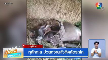 ทุลักทุเล ช่วยควายหัวติดล้อรถไถ