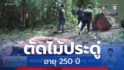 เร่งล่าแก๊งลักลอบตัดไม้ประดู่ อายุ 250 ปี