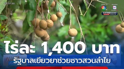 รัฐบาลเยียวยา 1,400 บาท ช่วยชาวสวนลำไย