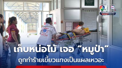 “หมูป่า” พุ่งเข้าทำร้ายชายเมียนมาดูแลสวน ถูกเขี้ยวแทงชายโครง-ขา เป็นแผลเหวอะ