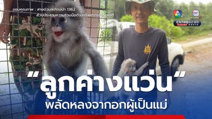 ช่วย “ลูกค่างแว่น” พลัดหลงจากอกผู้เป็นแม่