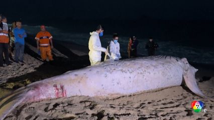 ซากวาฬหลังค่อมเกยชายหาด ที่รีโอเดจาเนโร