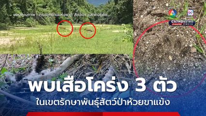 พบเสือโคร่ง 3 ตัว ในเขตรักษาพันธุ์สัตว์ป่าห้วยขาแข้ง