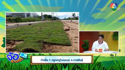 ทำเพื่อ ? ปลูกหญ้าบนถนน จ.กาฬสินธุ์