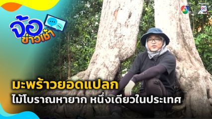 มะพร้าวยอดแปลก ไม้โบราณหายาก หนึ่งเดียวในประเทศ