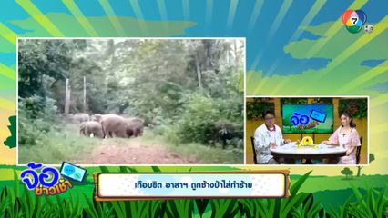 เกือบขิต อาสาฯ ถูกช้างป่าไล่ทำร้าย