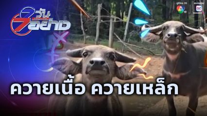 7 วัน 7 อย่าง : ควายเนื้อ ควายเหล็ก