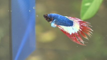 ท่านผู้หญิงจรุงจิตต์ ทีขะระ เป็นประธานแถลงข่าวการจัดงาน "สีสรรพรรณไม้ เทิดไท้บรมราชินีนาถ" ประจำปี 2568