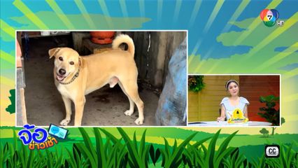 โกโก้ แคชเชียร์ 4 ขา