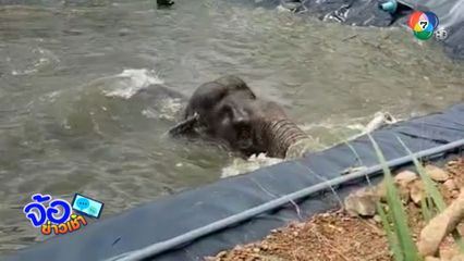 ช่วยด้วย ! เจ้าด้วน หูด่าง ตกสระเก็บน้ำ