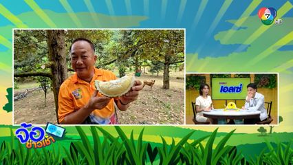 ท่องเที่ยวเชิงเกษตร ชิมทุเรียนป่าหมาก จ.ประจวบคีรีขันธ์