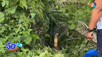 เจอบองหลา ยาว 5 เมตร ซุกสวนปาล์ม จ.ตรัง