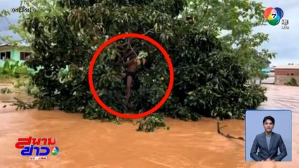 นาทีช่วยลุงเกาะต้นไม้หนีน้ำท่วม จ.น่าน