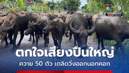 เสียงกระสุนปืนใหญ่ดังขึ้นใน ช่วงกลางดึก  ควายกว่า 50 ตัว มีอาการตกใจ วิ่งเตลิดออกมานอกคอก
