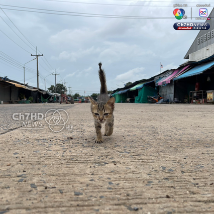 ช่องจอมร้าง!! พ่อค้าแม่ขายอพยพเร่งด่วน ปล่อยของเน่าคาแผง หมา-แมว ถูกปล่อยเค้วง