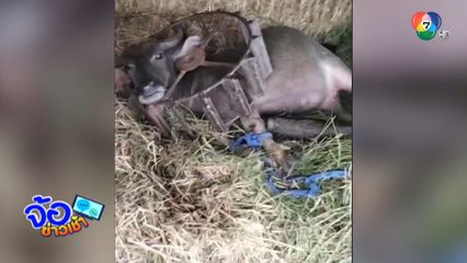 ทุลักทุเล ช่วยควายหัวติดล้อรถไถ