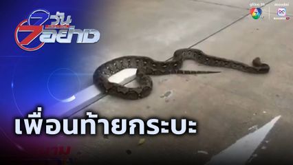 7 วัน 7 อย่าง : เพื่อนท้ายกระบะ