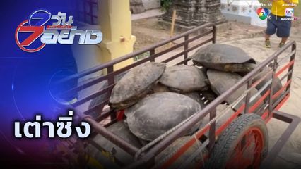 7 วัน 7 อย่าง : เต่าซิ่ง