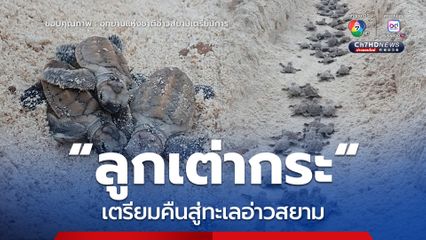 ลูกเต่ากระ ฟักตัว 126 ชีวิต เตรียมคืนสู่ทะเลอ่าวสยาม