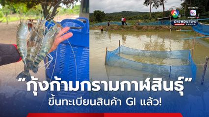 “กุ้งก้ามกรามกาฬสินธุ์” ขึ้นทะเบียนสินค้า GI แล้ว!