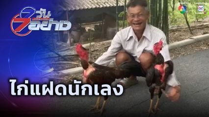 7 วัน 7 อย่าง : ไก่แฝดนักเลง
