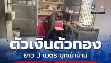 เกิดมาไม่เคยเจอ ตัวเงินตัวทองยาว 3 เมตร