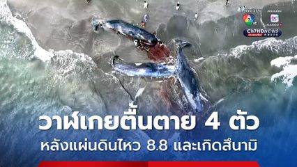 ซากวาฬ 4 ตัว เกยตื้นตายที่ญี่ปุ่น หลังแผ่นดินไหวขนาด 8.8 ที่รัสเซีย เกิดสึนามิตามมาที่รัสเซียและญี่ปุ่น