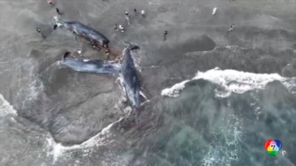 วาฬเกยตื้นตายบนชายหาดญี่ปุ่น หลังเกิดแผ่นดินไหวและสึนามิ