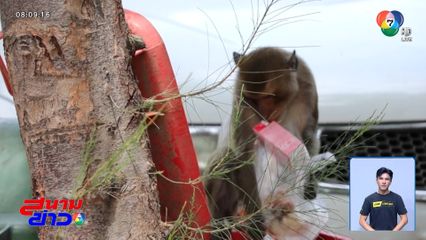 โวยลิงหลุด ป่วนกัดสายดิน-ทำเครื่องใช้ไฟฟ้าพัง