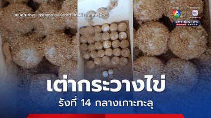 เต่ากระ ขึ้นวางไข่ขึ้นกลางเกาะทะลุ รังที่ 14 อย่างต่อเนื่อง ยืนยันความสมบูรณ์แห่งท้องทะเลอ่าวสยาม