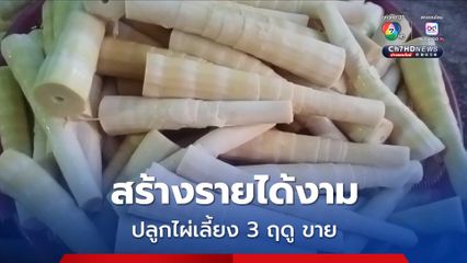 ชาวบ้านเปลี่ยนไร่มันสำปะหลัง หันมาปลูกไผ่เลี้ยง 3 ฤดู ขายสร้างรายได้งาม