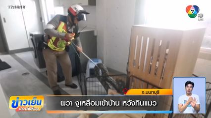 ผวา งูเหลือมเข้าบ้าน หวังกินแมว