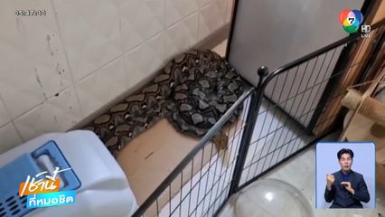 ผวา ! ยาวใหญ่ บุกบ้านจ้องเขมือบแมว 7 ตัว