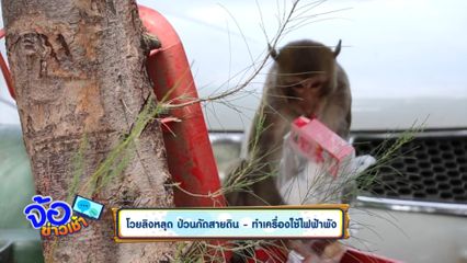 โวยลิงหลุด ป่วนกัดสายดิน - ทำเครื่องใช้ไฟฟ้าพัง