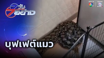 7 วัน 7 อย่าง : บุฟเฟต์แมว