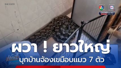 ผวา ! ยาวใหญ่ บุกบ้านจ้องเขมือบแมว 7 ตัว