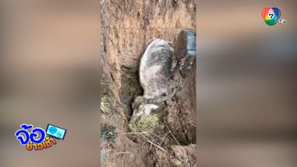 ฝังแล้ว ยายด่อน ควายเผือก จ.นครราชสีมา