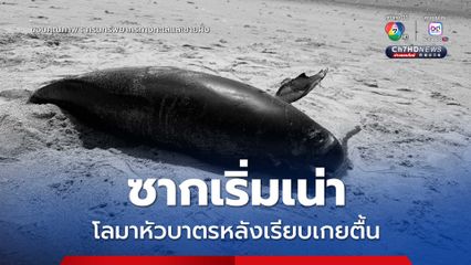 ซากเริ่มเน่า โลมาหัวบาตรหลังเรียบเกยตื้น