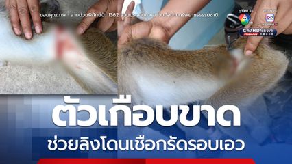 ตัวเกือบขาด ช่วยลิงโดนเชือกรัดรอบเอว