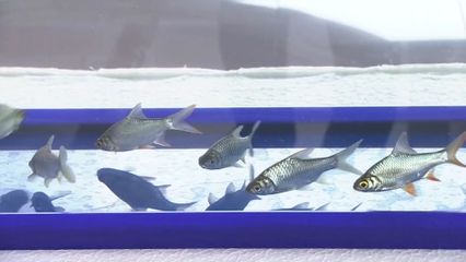 สมเด็จพระเจ้าน้องนางเธอ เจ้าฟ้าจุฬาภรณวลัยลักษณ์ อัครราชกุมารี กรมพระศรีสวางควัฒน วรขัตติยราชนารี ทรงบําเพ็ญพระกุศลปล่อยพันธุ์ปลาน้ำจืด เนื่องในโอกาสวันคล้ายวันประสูติ วันที่ 4 กรกฎาคม 2568