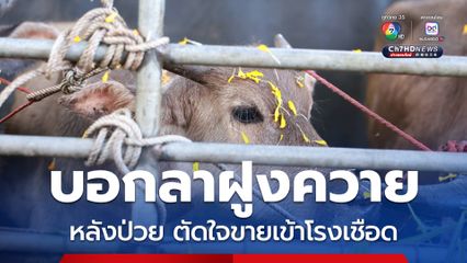 คุณตาวัย 74 ปี บอกลาฝูงควาย 22 ตัว หลังป่วยจนตัดใจขายเข้าโรงเชือดหาเงินรักษาตัว พระครูอ๊อดเมตตาไถ่ชีวิตแทนเข้าโรงเชือด