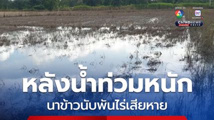 พื้นที่นาข้าวนับพันไร่ ในพื้นที่ตำบลห้วยลาน อำเภอดอกคำใต้ จังหวัดพะเยา ได้รับความเสียหายหนัก