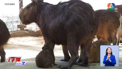 ฝูง "คาปิบารา" รับนักท่องเที่ยววันแม่ จ.ขอนแก่น