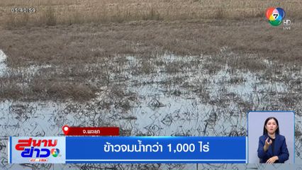 ข้าวจมน้ำกว่า 1,000 ไร่ จ.พะเยา