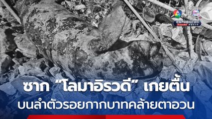 ซาก “โลมาอิรวดี” เกยตื้น ตามลำตัวมีรอยคล้ายตาอวน บริเวณแนวเขื่อนกันคลื่น จ.สมุทรปราการ