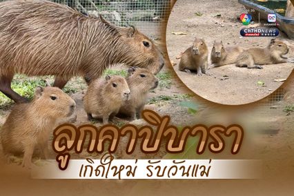 ลูกคาปิบารา 3 ตัว เกิดใหม่ต้อนรับวันแม่ สวนสัตว์เปิดเขาเขียว เตรียมตั้งชื่อเร็ว ๆ นี้ ขณะที่ วันแม่แห่งชาติ เด็กและผู้สูงอายุเข้าฟรี