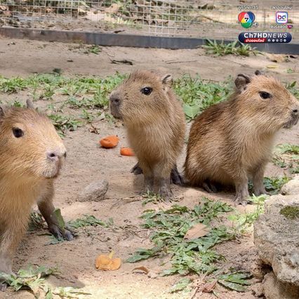 ลูกคาปิบารา 3 ตัว เกิดใหม่ต้อนรับวันแม่ สวนสัตว์เปิดเขาเขียว เตรียมตั้งชื่อเร็ว ๆ นี้ ขณะที่ วันแม่แห่งชาติ เด็กและผู้สูงอายุเข้าฟรี