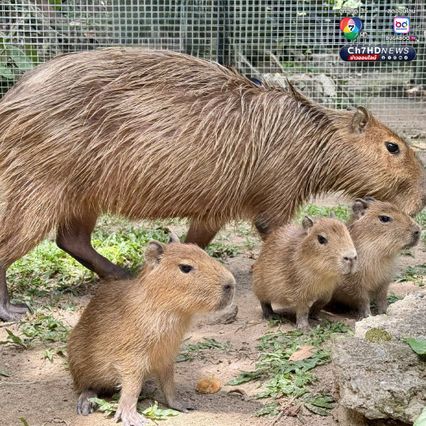 ลูกคาปิบารา 3 ตัว เกิดใหม่ต้อนรับวันแม่ สวนสัตว์เปิดเขาเขียว เตรียมตั้งชื่อเร็ว ๆ นี้ ขณะที่ วันแม่แห่งชาติ เด็กและผู้สูงอายุเข้าฟรี