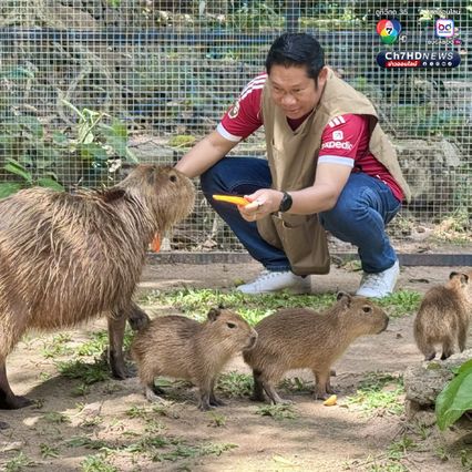 ลูกคาปิบารา 3 ตัว เกิดใหม่ต้อนรับวันแม่ สวนสัตว์เปิดเขาเขียว เตรียมตั้งชื่อเร็ว ๆ นี้ ขณะที่ วันแม่แห่งชาติ เด็กและผู้สูงอายุเข้าฟรี